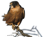 hobby